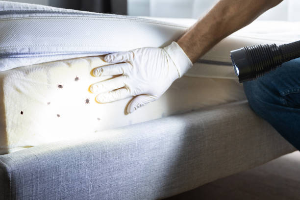 Best Pest Prevention Services  in Doffing, TX